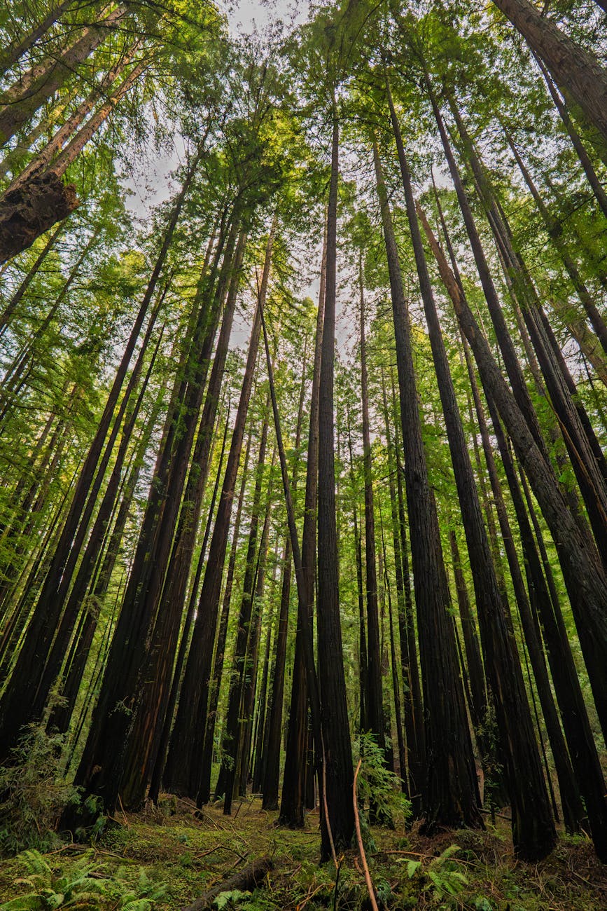 BOSQUE DE SECUOYAS en Cantabria